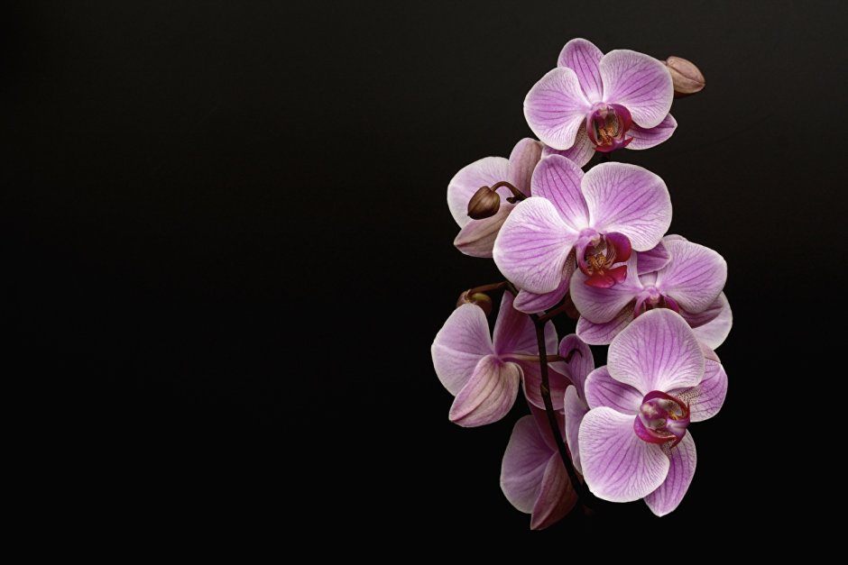 Чёрная Орхидея (Phalaenopsis Black)