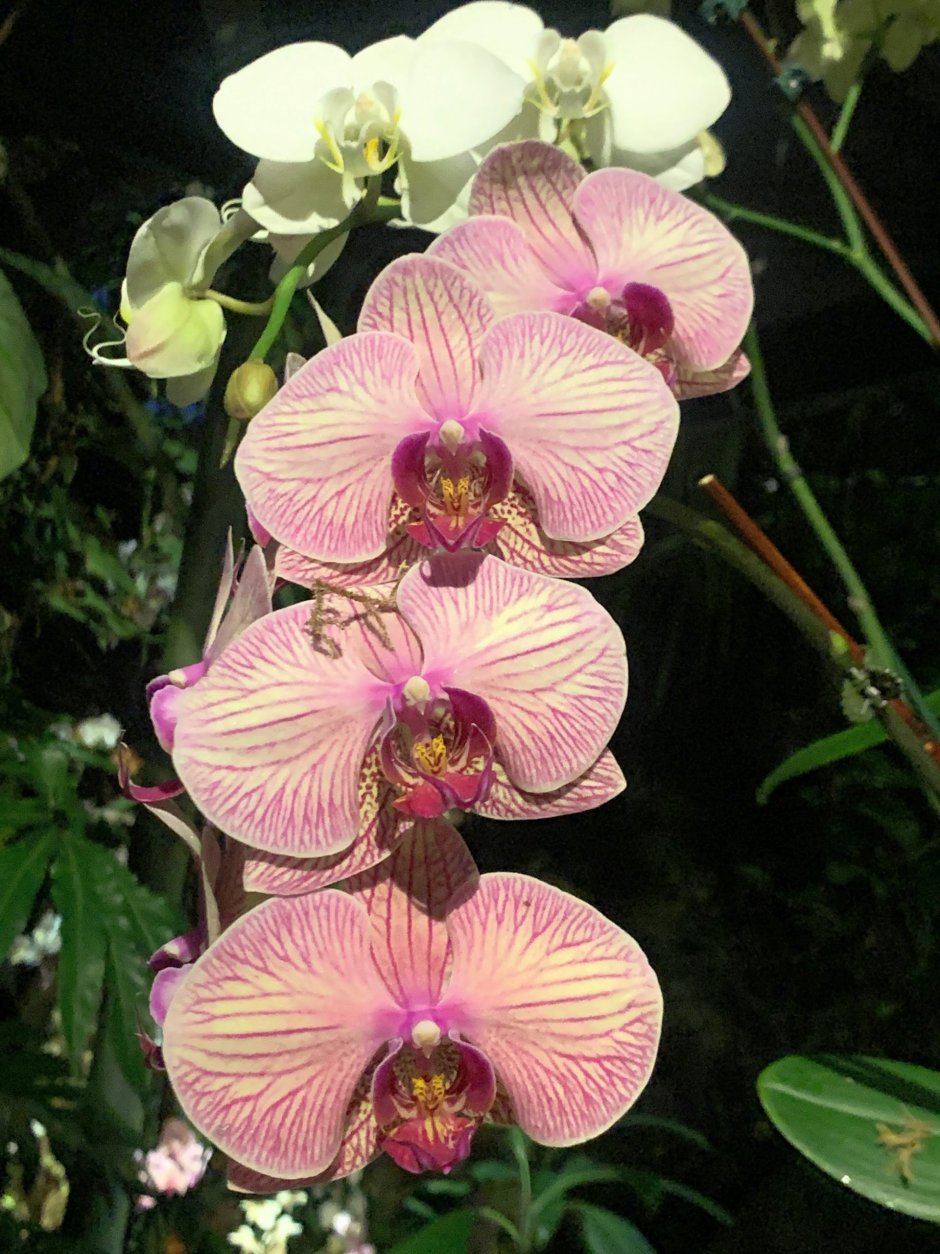Малазийская Золотая Орхидея