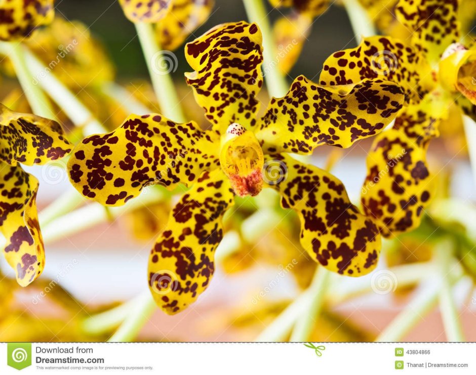 Орхидея золотой леопард