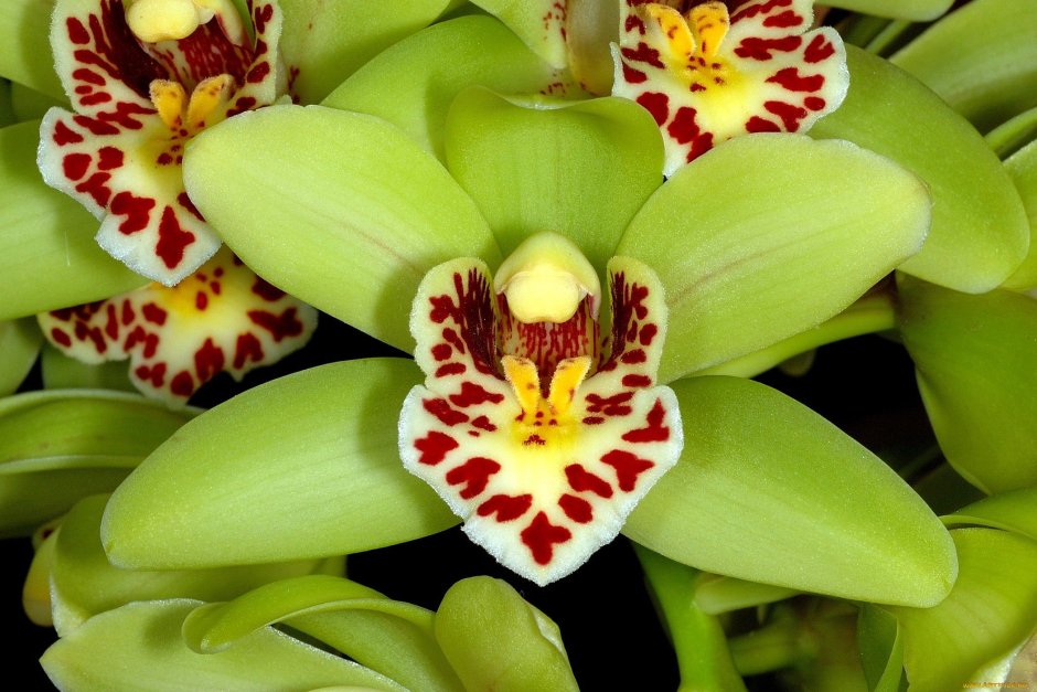 Орхидея на зеленом фоне