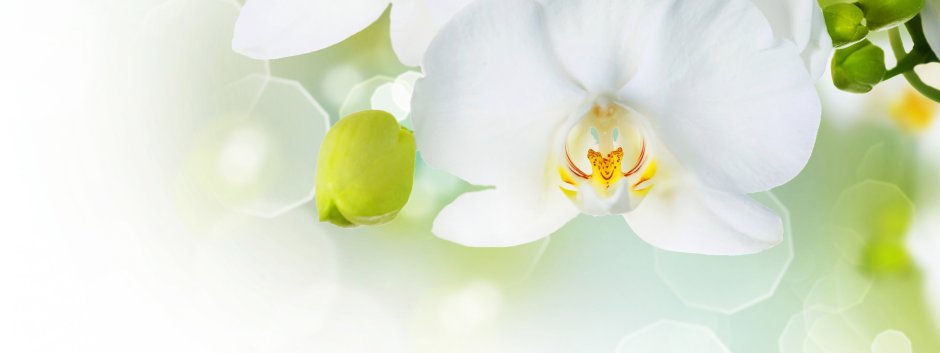 Белая Орхидея на зеленом фоне