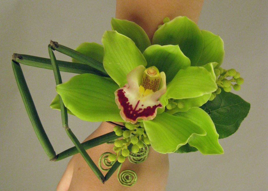 Орхидея фаленопсис лайм