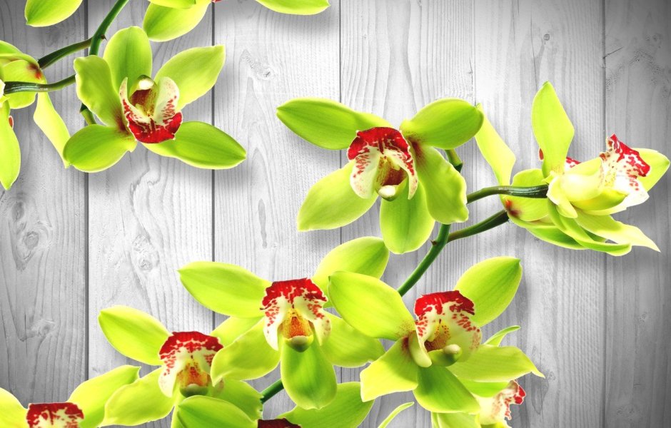 Орхидея Дендробиум зеленая