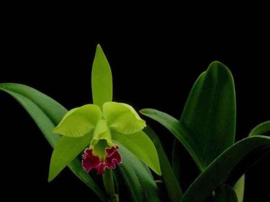 Орхидея лежачая