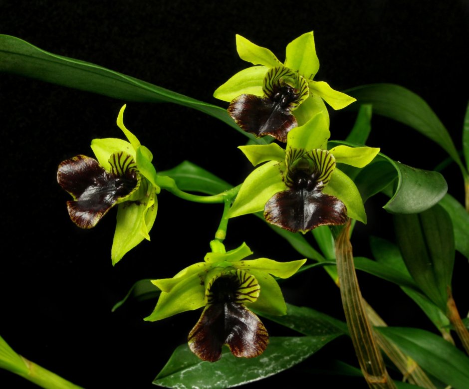 Желто-салатовые орхидеи
