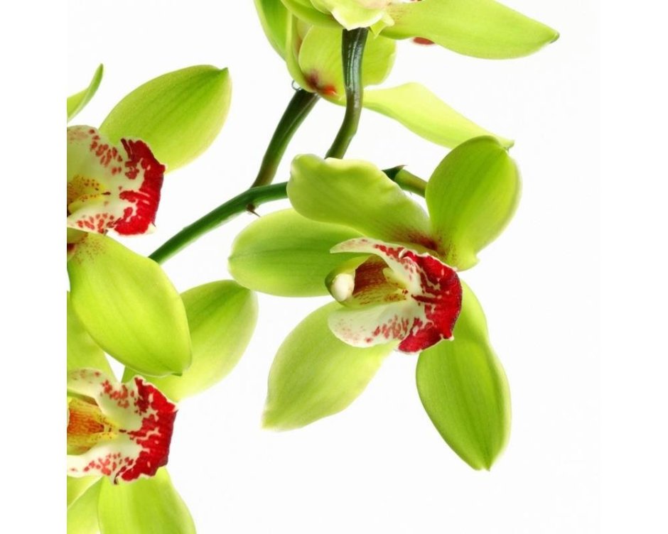 Орхидея желто зеленая