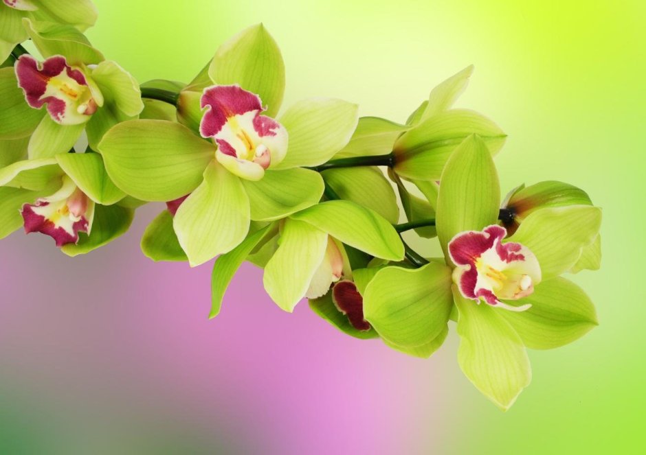 Зеленая Орхидея Помпадур