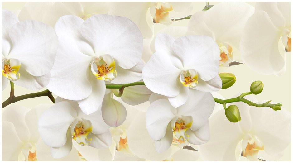 Бело зеленая Орхидея на прозрачном фоне