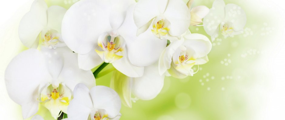 Орхидея Пафиопедилум зеленый
