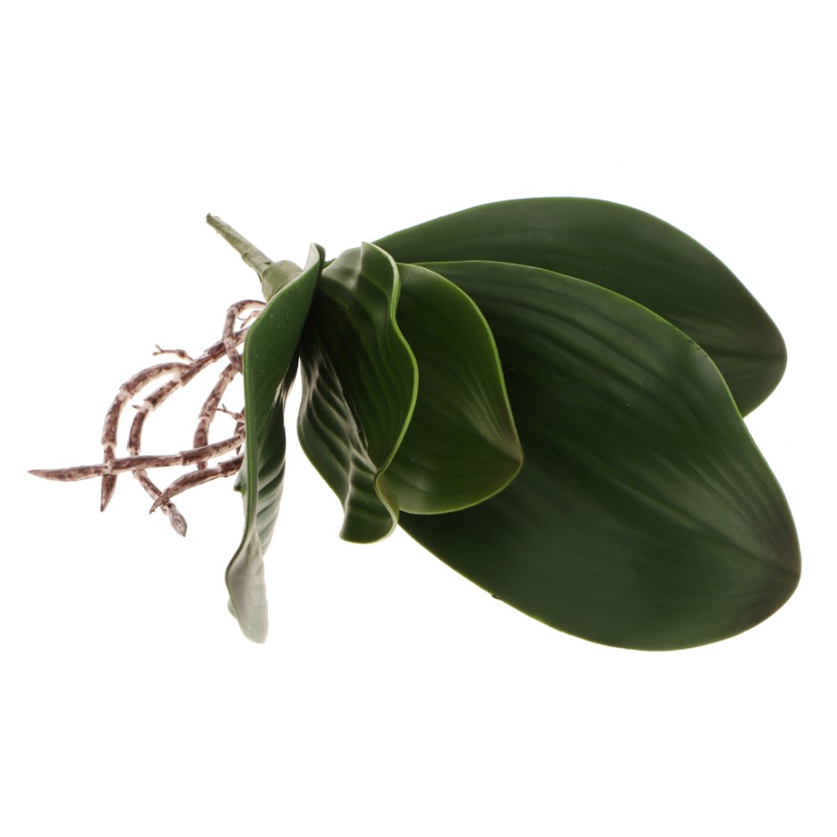 Орхидея белая с зеленым центром