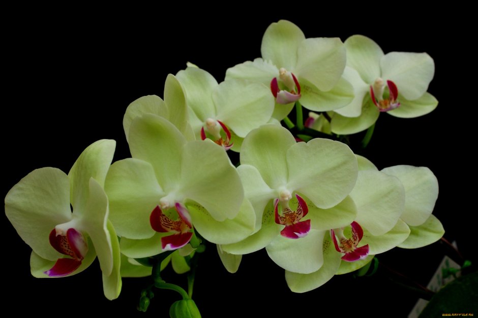 Орхидея салатовая