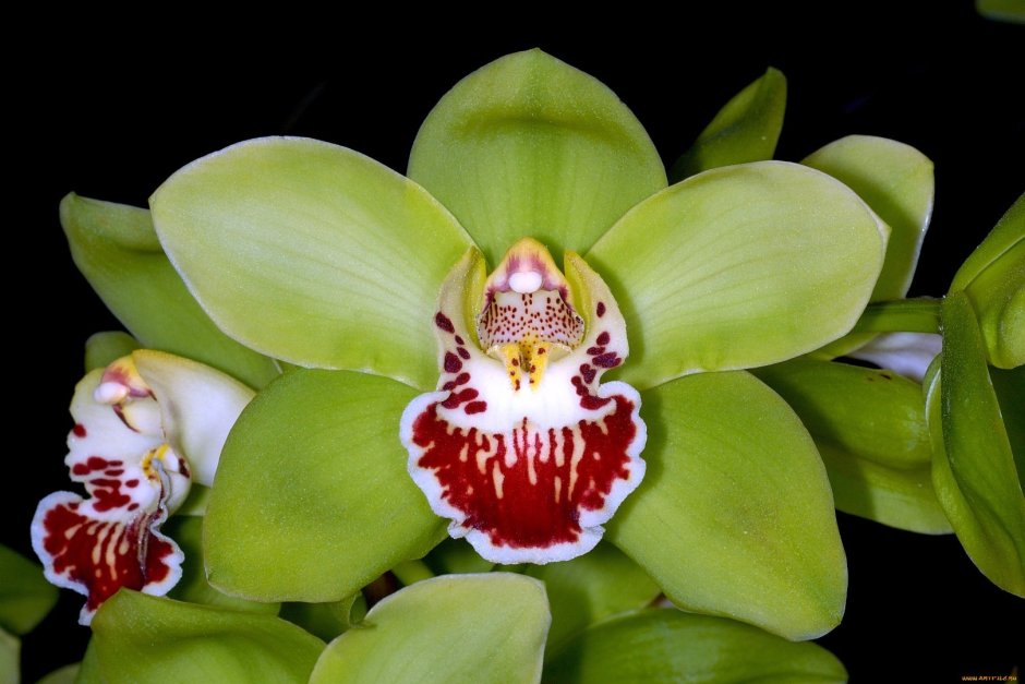 Нежно зеленая Орхидея с темной зеленой губой