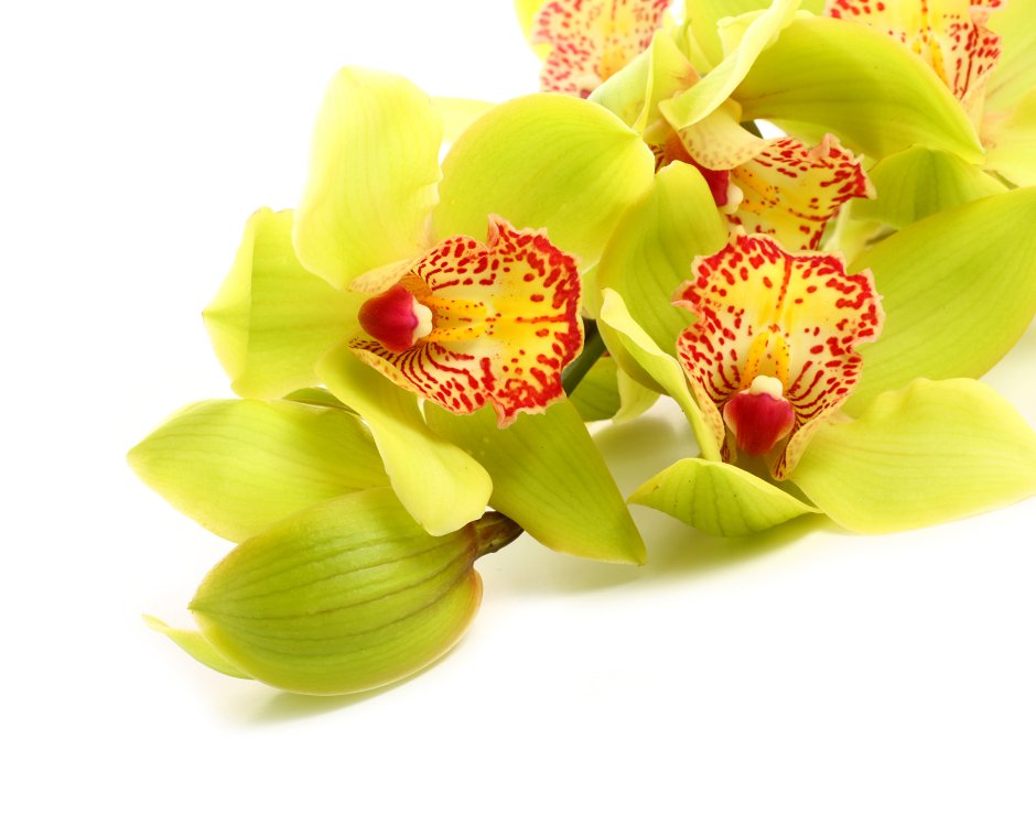 Орхидея Цимбидиум зеленая