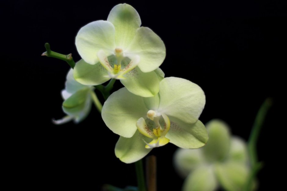 Нежный фон с орхидеями
