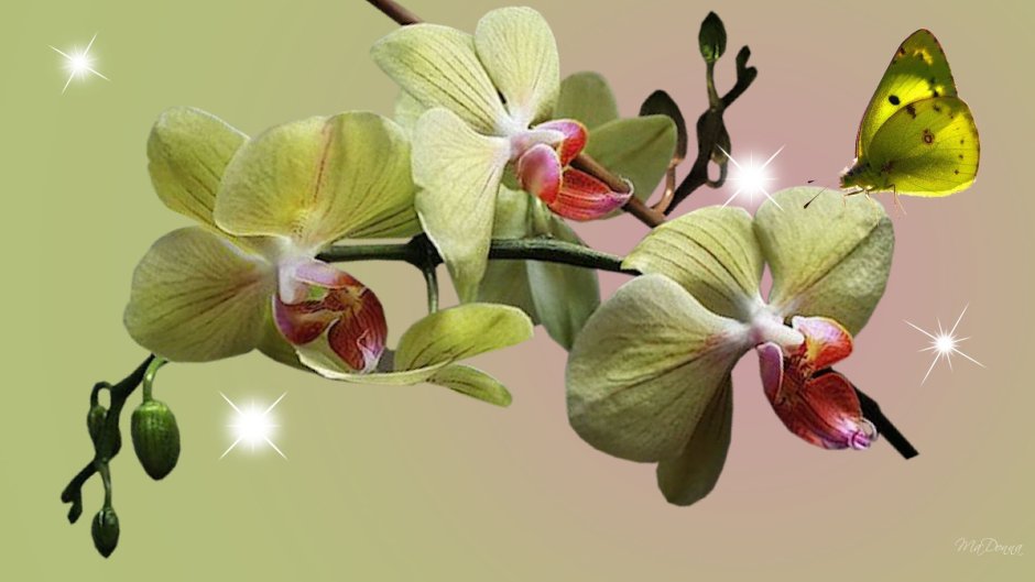 Желтые орхидеи на Светлом фоне