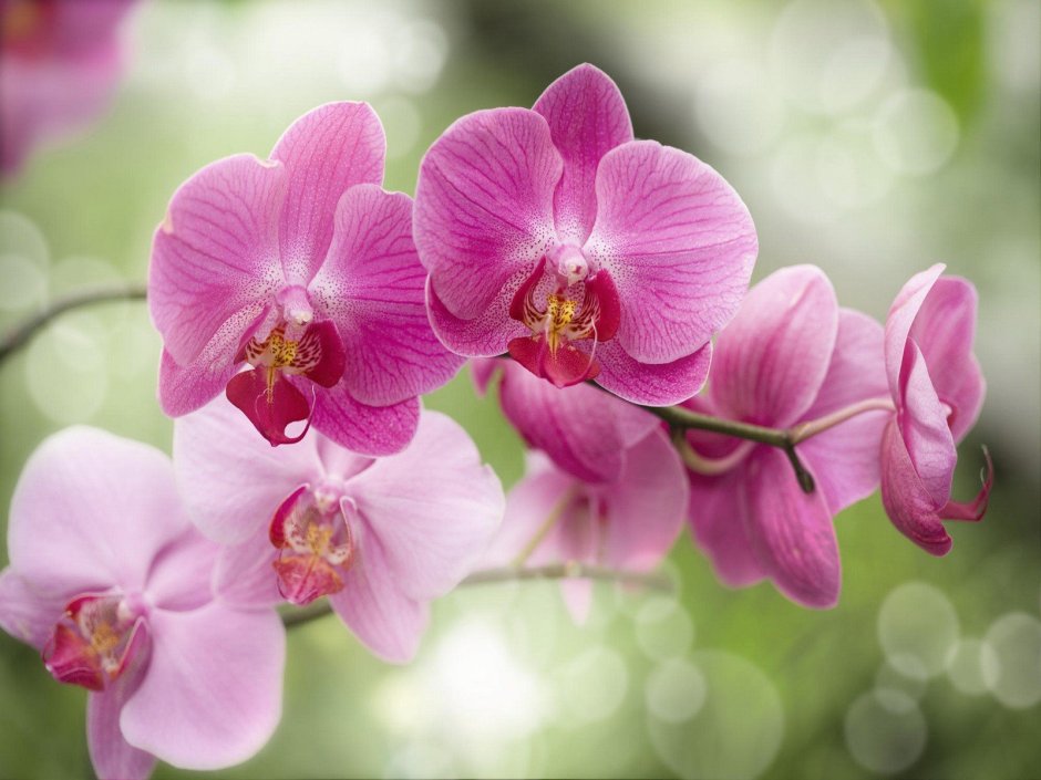 Орхидея Цимбидиум салатовая