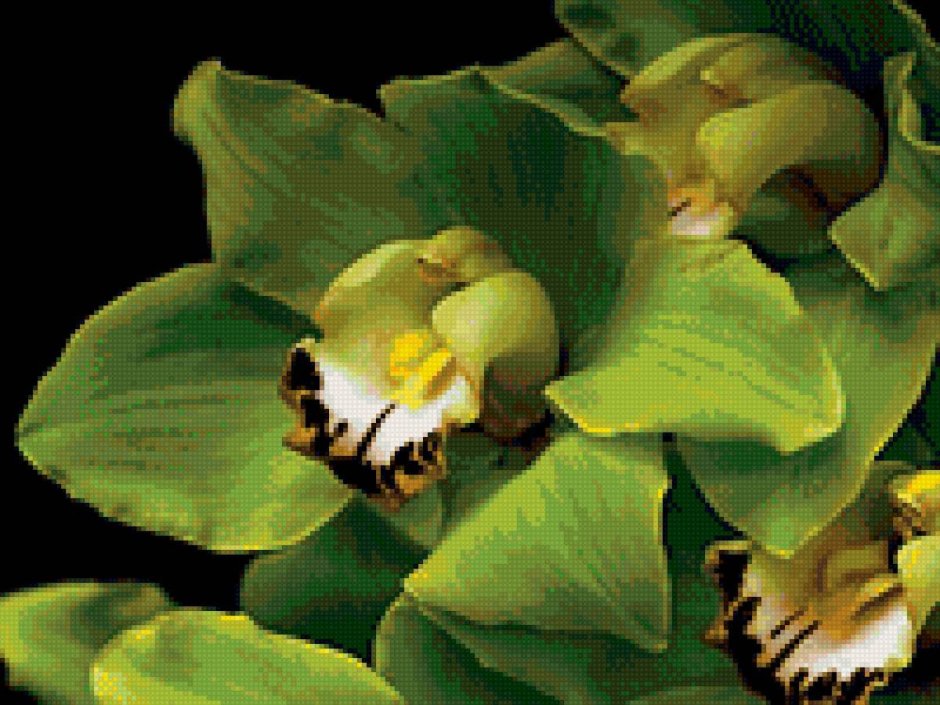 Зелёные орхидеи "фисташка"