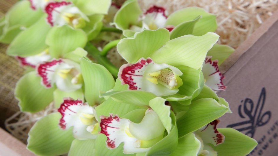 Орхидея с зелеными цветами