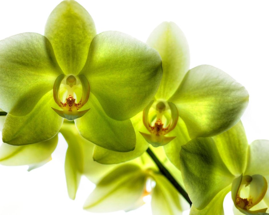 Орхидея Грин эпл