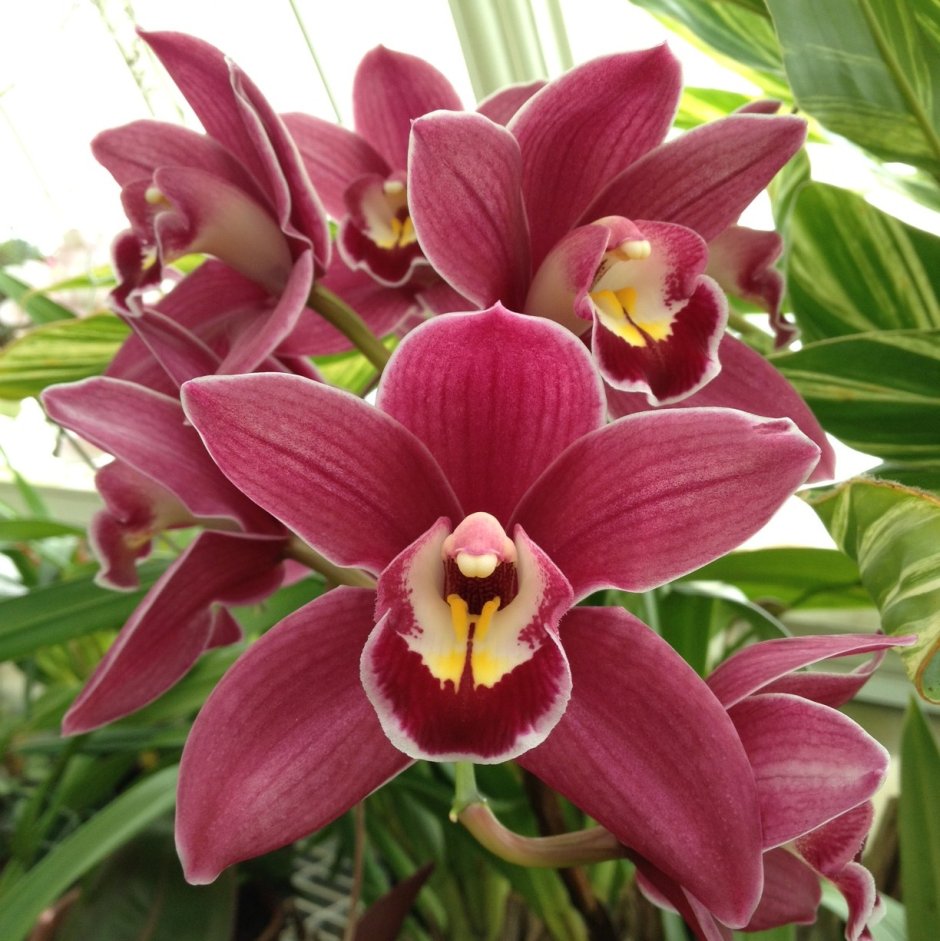 Орхидея Цимбидиум бордо