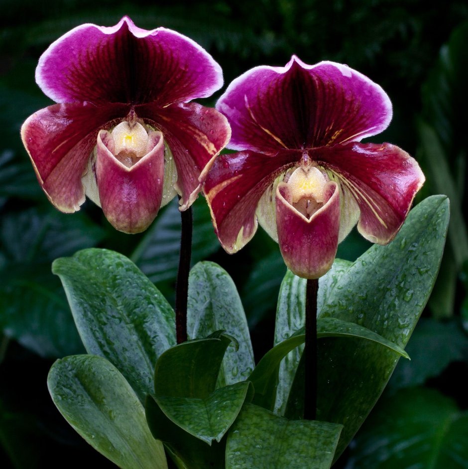 Paphiopedilum Orchids