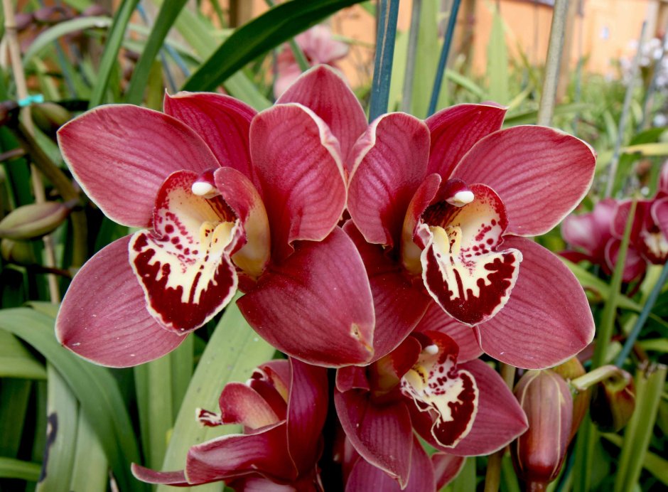 Орхидея Цимбидиум бордо