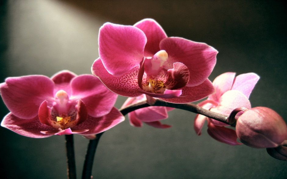 Цветок орхидеи рисунок