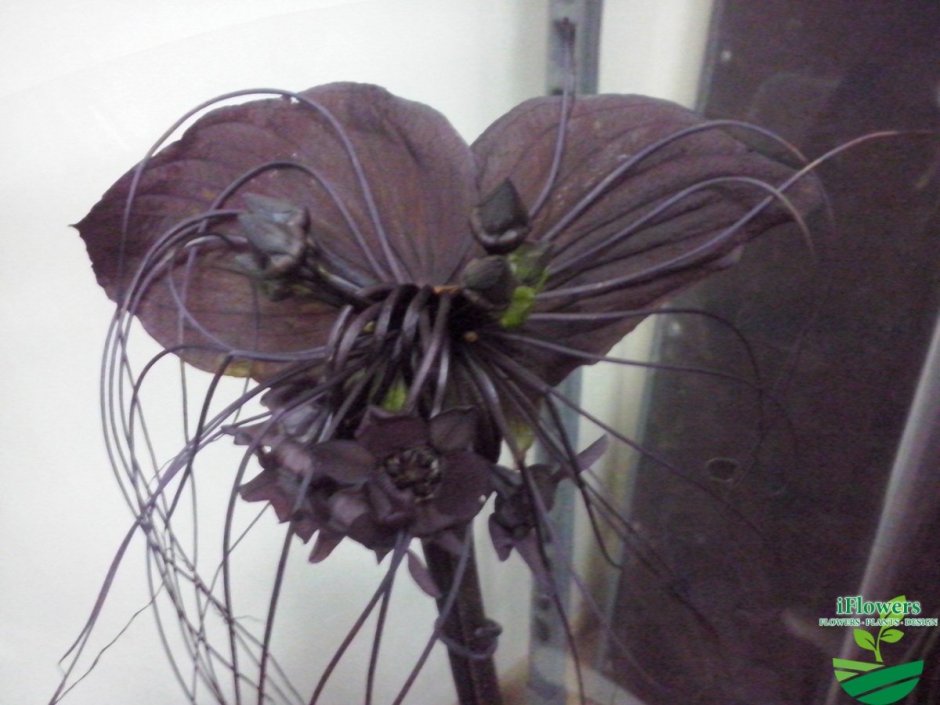 Орхидея черная вдова