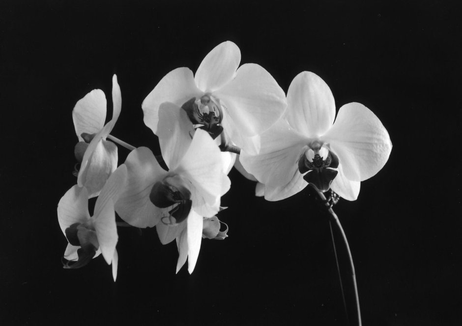 Орхидея черная с белым