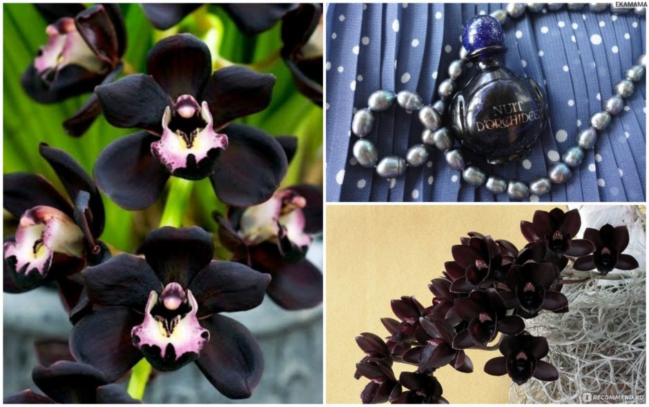 Орхидея Black Witch