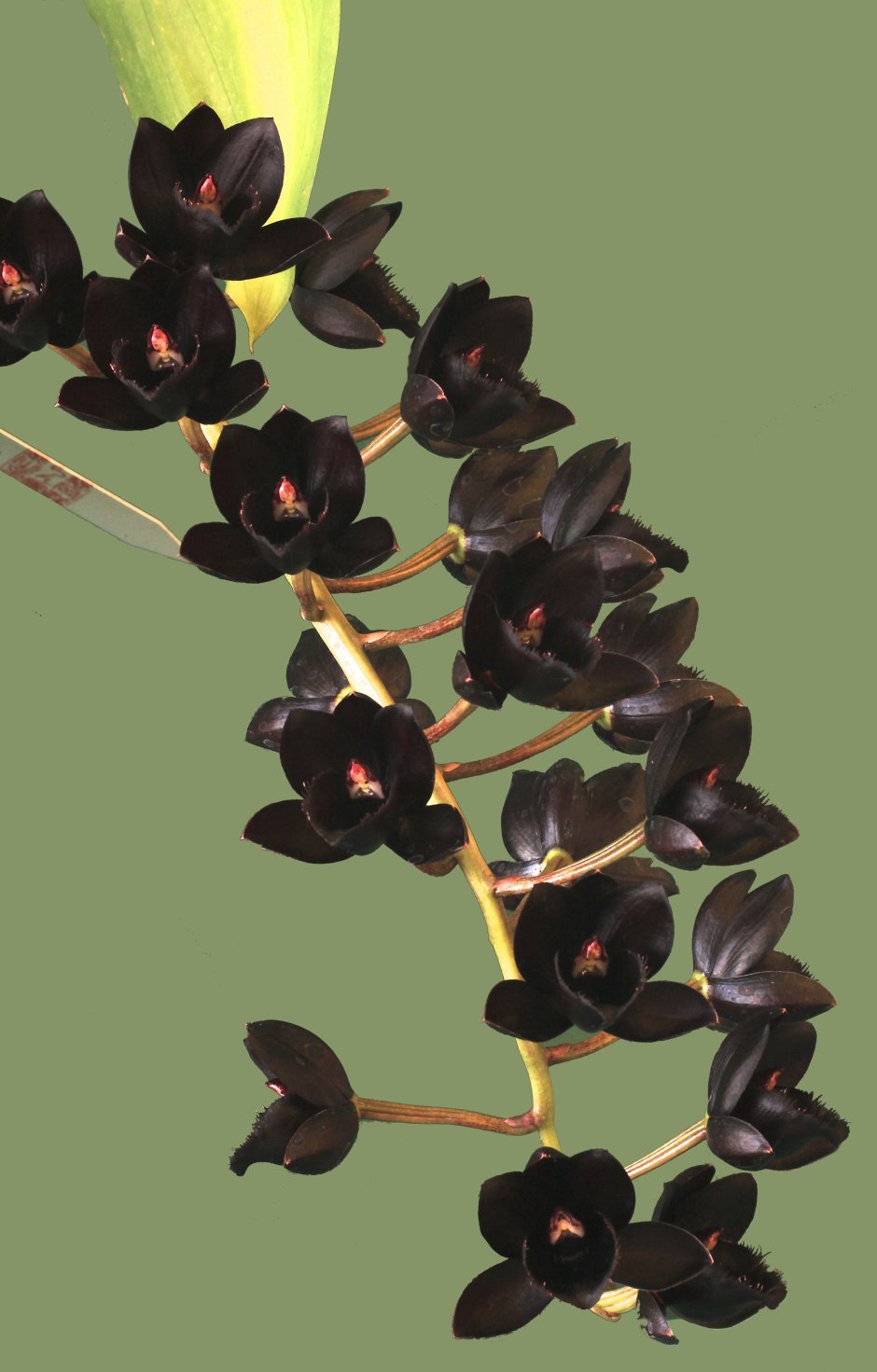 Фаленопсис черная роза