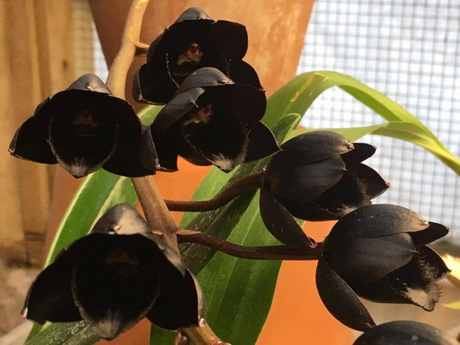 Фредкларкеара Орхидея