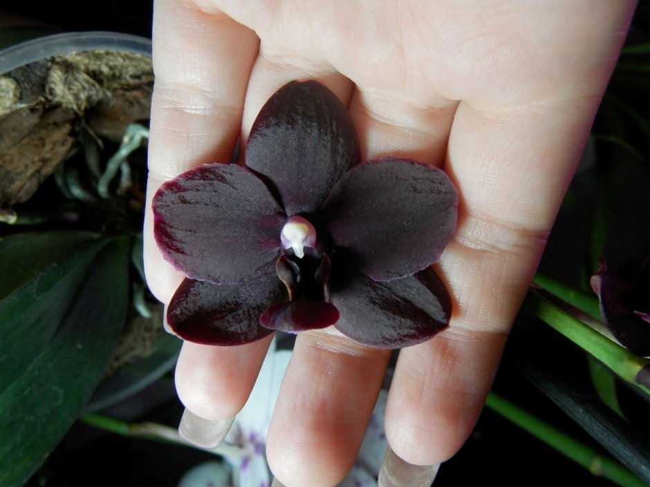 Орхидея черная Жемчужина