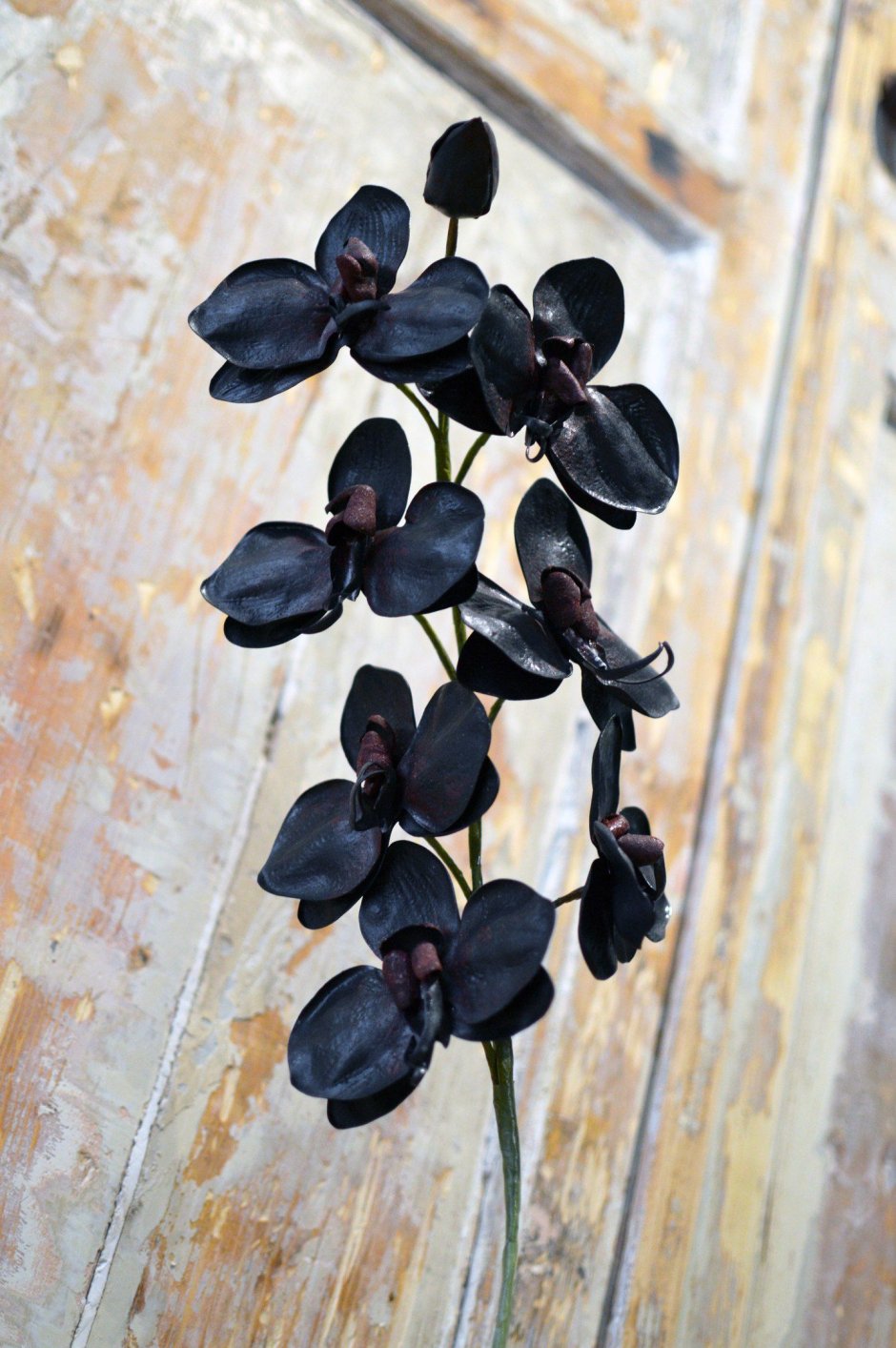 Черная Орхидея фото