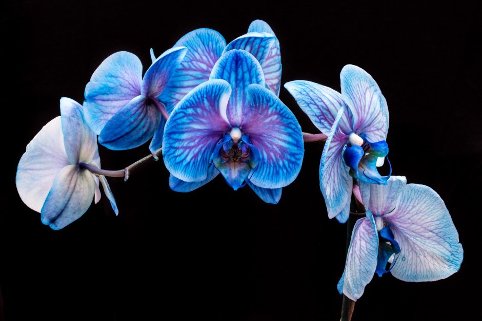 Черная Орхидея из бисера