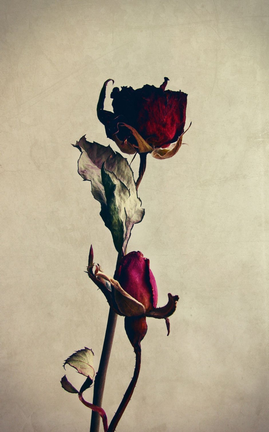 Сухая роза гербарий