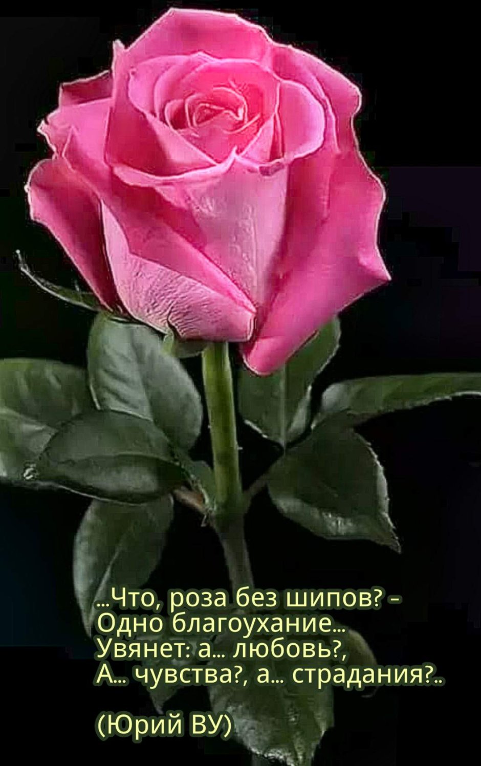 Стих про розу