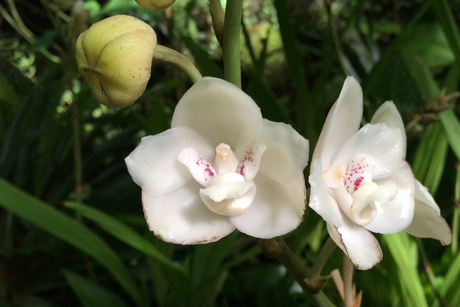 Орхидея голубь peristeria elata