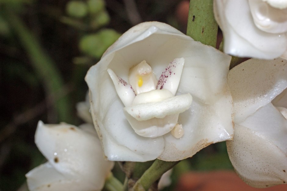 Орхидея "Святой дух" (peristeria elata)