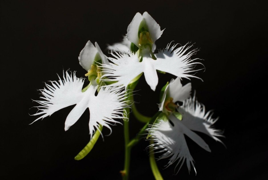 Орхидея Ольборг