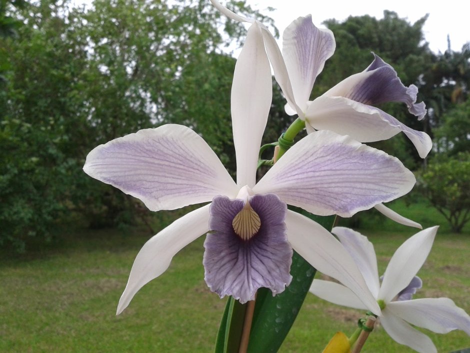Орхидея ву Тай пин Тонг