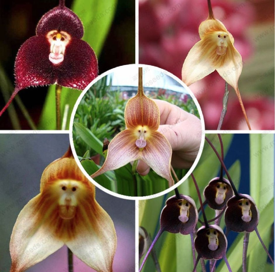Семена цветов орхидеи