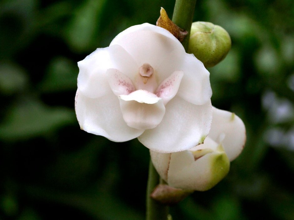 Орхидея Дейзи