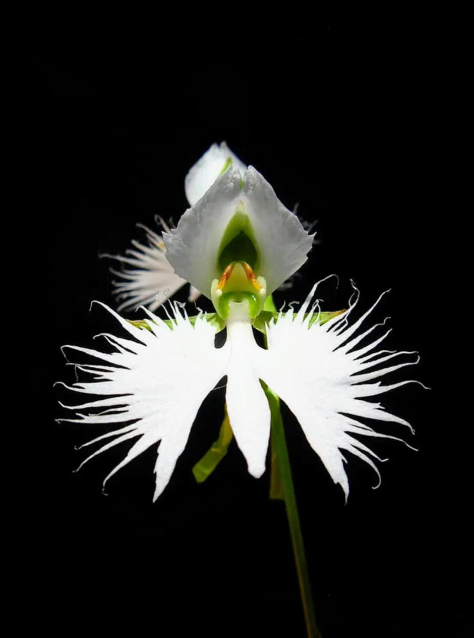 Орхидея хабенария Радиата