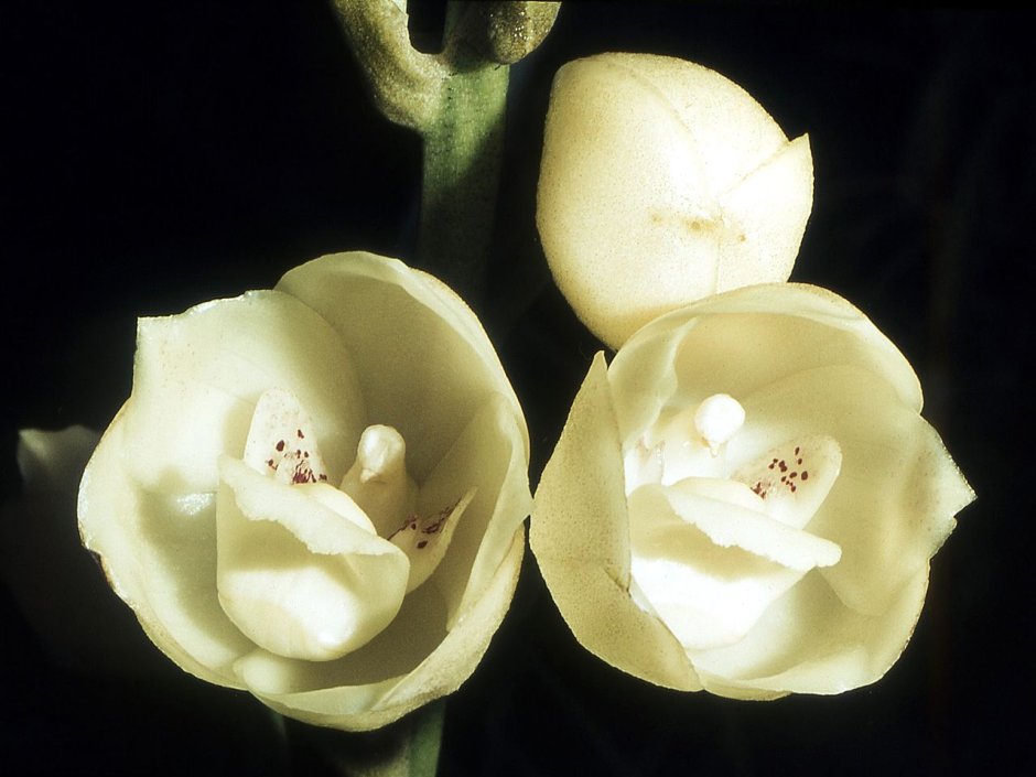 Лилейная Орхидея