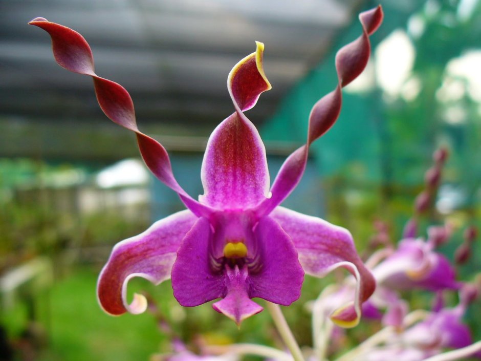 Цветок Орхидея мотылек