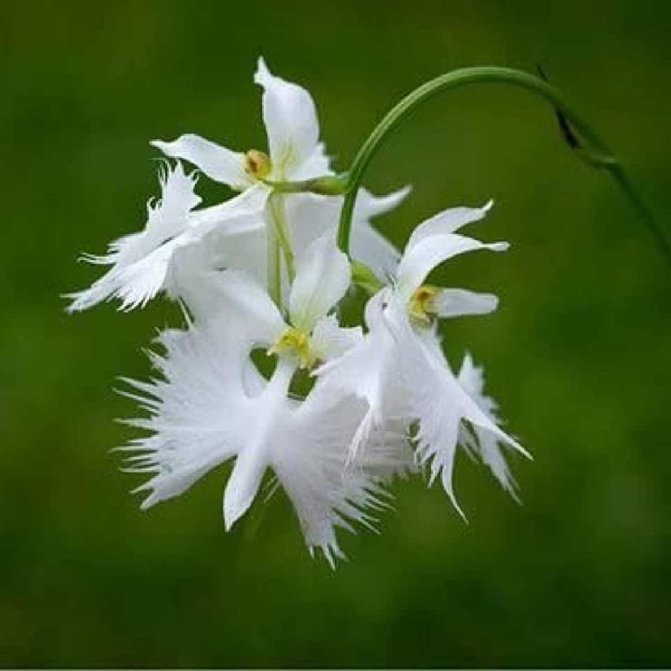 Фото орхидеи на Пасху