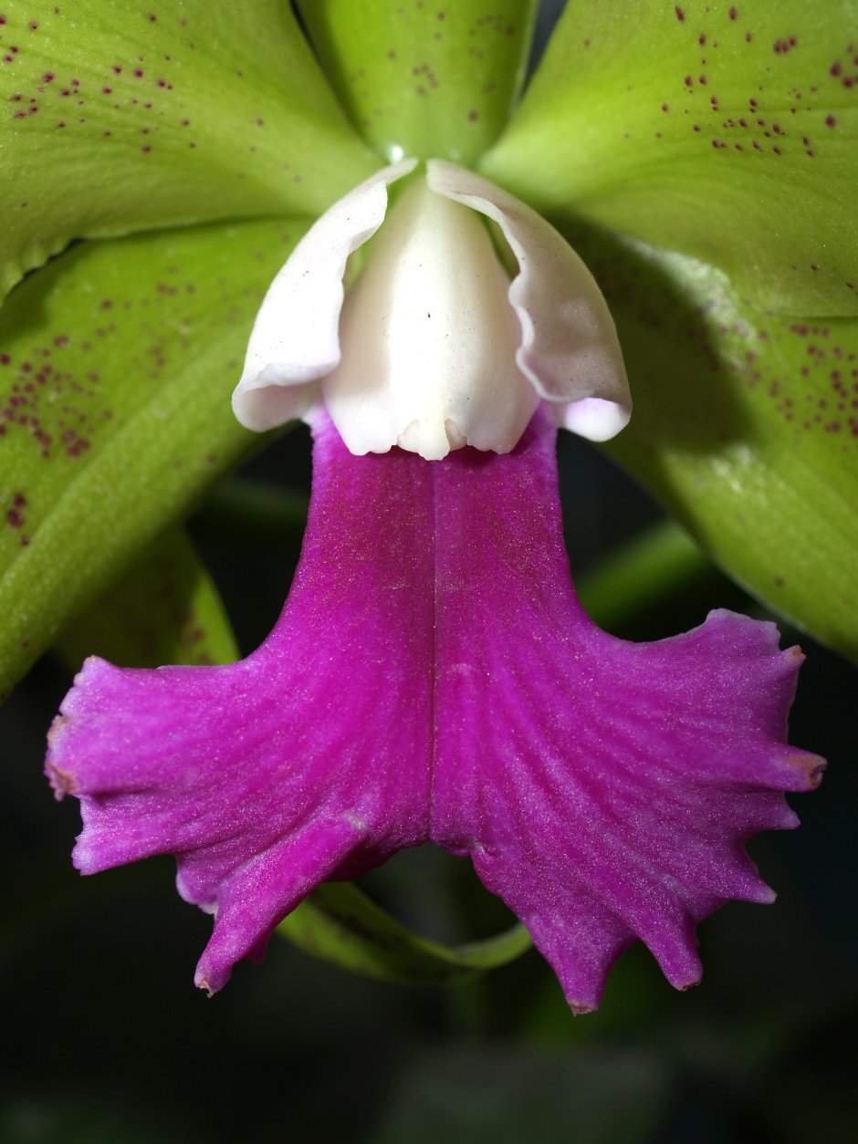 Хабенария Орхидея