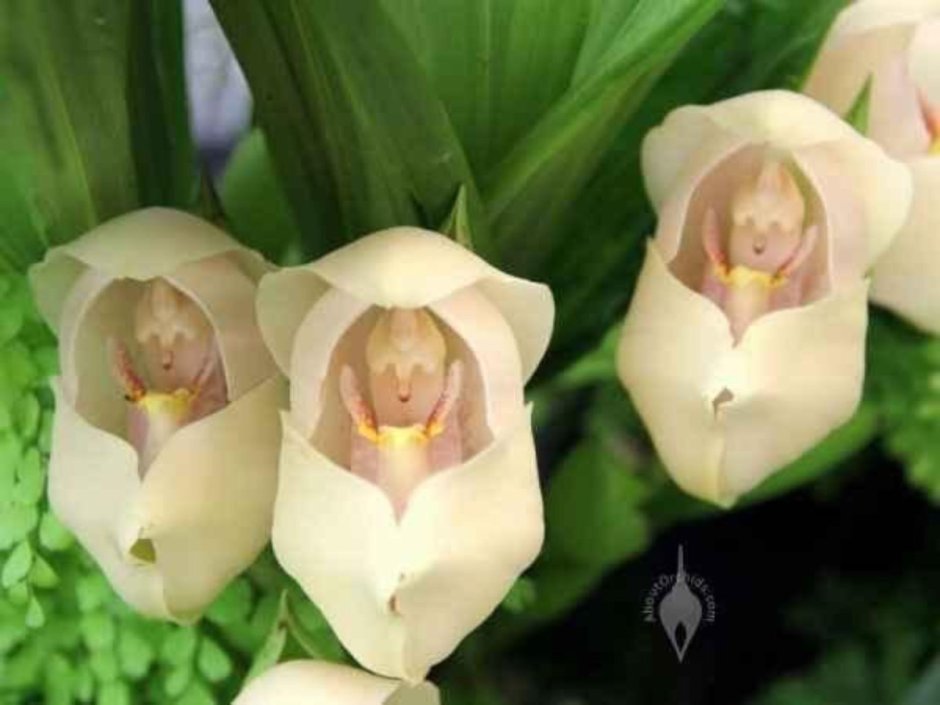 Орхидея белый голубь