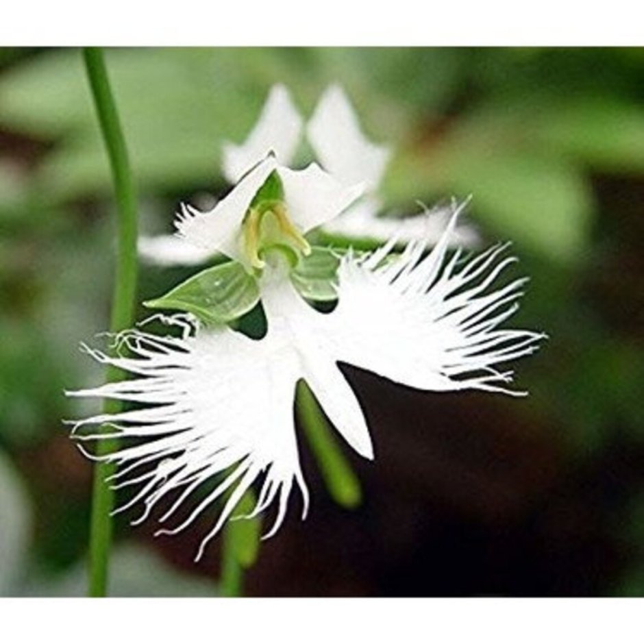Орхидея «большая белая цапля» (Habenaria Radiata)